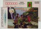 China 1998 Wulongkou Scenic Spot Tourism Advertising Postal Stationery Card Monkey Feeding And Mountain Waterfall - Singes