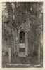 LA HAYE De ROUTOT 27 - If Notre Dame De Lourdes -Chapelle Dans Arbre - 12 M Diam. 1800 Ans Curiosité -Insolite -Religion - Routot