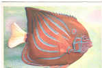 CP - MUSEE OCEANOGRAPHIQUE DE MONACO - POISSON ROI - POMACANTHUS ANNULARIS - DOCUMENTS D'ART - J. RAMEL - Fish & Shellfish