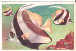 CP - MUSEE OCEANOGRAPHIQUE DE MONACO - POISSON BANNIERE - HENIOCHUS ACUMINATUS - DOCUMENTS D'ART - J. RAMEL - Fish & Shellfish