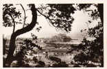 Delcampe - 20 / CALVI / VUE PRISE ENTRE LES OLIVIERS / EDIT REAL PHOTO N 36 - Calvi
