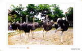 Chine : EP Entier Voyagé Elevage Autruche Ostrich Farm Breeding Ferme Oiseau Plume Agriculture - Ostriches