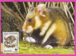 D556 / Bulgaria Maxi Card Maximum Cards 1994 /4139 WWF CRICETUS HAMSTER Bulgarie Bulgarien Bulgarije - Lettres & Documents