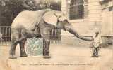 9911 - PARIS, Au Jardin Des Plantes - L´éléphant Saïb Et Son Cornac Neff - 1906 - Elefanten