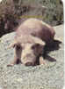Cpm Cochon Corse Pig - Pigs