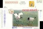 Crane  Bird    Postal Stationery,  Pre-stamped Postcard - Grues Et Gruiformes