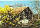 Cpm Landes Ferme Landaise Fleurie De Mimosas - Fermes