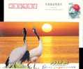 Crane   Bird  Postal Stationery,  Pre-stamped Postcard - Kraanvogels En Kraanvogelachtigen