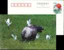 Ox Stork  Bird  Postal Stationery,  Pre-stamped Postcard - Cicogne & Ciconiformi