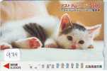 CHAT Cat KATZE Poes KAT Gato GATTO  (974) - Chats