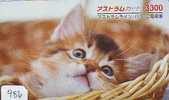 CHAT Cat KATZE Poes KAT Gato GATTO (986) - Gatos