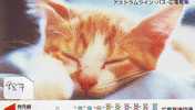 CHAT Cat KATZE Poes KAT Gato GATTO (987) - Cats