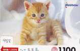 CHAT Cat KATZE Poes KAT Gato GATTO (988) - Gatos