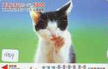 CHAT Cat KATZE Poes KAT Gato GATTO (989) - Cats