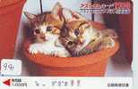 CHAT Cat KATZE Poes KAT Gato GATTO (991) - Cats