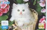 CHAT Cat KATZE Poes KAT Gato GATTO (993) - Cats