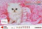 CHAT Cat KATZE Poes KAT Gato GATTO (994) - Chats