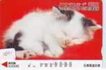 CHAT Cat KATZE Poes KAT Gato GATTO (1001) - Cats