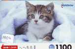 CHAT Cat KATZE Poes KAT Gato GATTO (1002) - Gatos