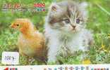 TC Japon CHAT (1007) Cat KATZE Poes KAT Gato GATTO Japan - Chats