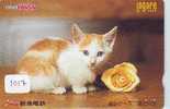 TC Japon CHAT (1017) Cat KATZE Poes KAT Gato GATTO Japan - Chats