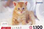 TC Japon CHAT (1019) Cat KATZE Poes KAT Gato GATTO Japan - Cats