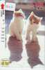 TC Japon CHAT (1020) Cat KATZE Poes KAT Gato GATTO Japan - Cats