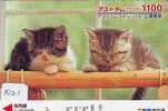 TC Japon CHAT (1021) Cat KATZE Poes KAT Gato GATTO Japan - Chats