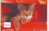 TC Japon CHAT (1022) Cat KATZE Poes KAT Gato GATTO Japan - Chats