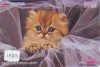 TC Japon CHAT (1023) Cat KATZE Poes KAT Gato GATTO Japan - Cats