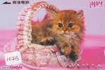 TC Japon CHAT (1025) Cat KATZE Poes KAT Gato GATTO Japan - Cats
