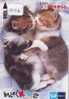 TC Japon CHAT (1026) Cat KATZE Poes KAT Gato GATTO Japan - Cats