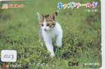 TC Japon CHAT (1027) Cat KATZE Poes KAT Gato GATTO Japan - Chats