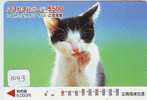 TC Japon CHAT (1043) Cat KATZE Poes KAT Gato GATTO Japan - Katzen