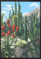 CPM MONACO Le Jardin Exotique (candélabre, Agave Et Coussin De Belle-mère) - Jardin Exotique