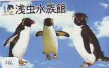 Oiseau PENGUIN Pinguin MANCHOT PINGOUIN Bird (366) - Pingueinos