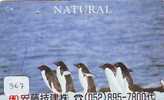 Oiseau PENGUIN Pinguin MANCHOT PINGOUIN Bird (367) - Pinguïns & Vetganzen