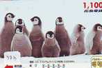 Oiseau PENGUIN Pinguin MANCHOT PINGOUIN Bird (373) - Pinguins