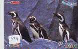 Oiseau PENGUIN Pinguin MANCHOT PINGOUIN Bird (374) - Pingueinos