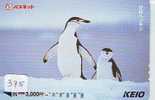 Oiseau PENGUIN Pinguin MANCHOT PINGOUIN Bird (375) - Pinguins
