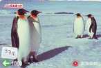 Oiseau PENGUIN Pinguin MANCHOT PINGOUIN Bird (378) - Pinguïns & Vetganzen