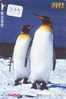 Oiseau PENGUIN Pinguin MANCHOT PINGOUIN Bird (379) - Pinguine