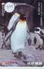 Oiseau PENGUIN Pinguin MANCHOT PINGOUIN Bird (359) - Pingueinos