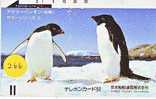 Oiseau PENGUIN Pinguin MANCHOT PINGOUIN Bird (266) - Pingouins & Manchots