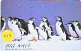 Oiseau PENGUIN Pinguin MANCHOT PINGOUIN Bird (263) - Pingueinos