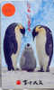 Oiseau PENGUIN Pinguin MANCHOT PINGOUIN Bird (23) - Pinguins