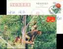 Monkey,   Postal Stationery,  Pre-stamped Postcard - Scimmie