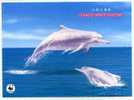 ENTIER POSTAL CHINE  STATIONERY 1ER JOUR  DAUPHIN WWF - Dolfijnen