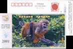 Monkey  Pre-stamped Postcard, Postal Stationery - Singes