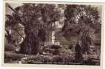 Jerusalem - Inside The Garden Of Gethsemane - Palestine